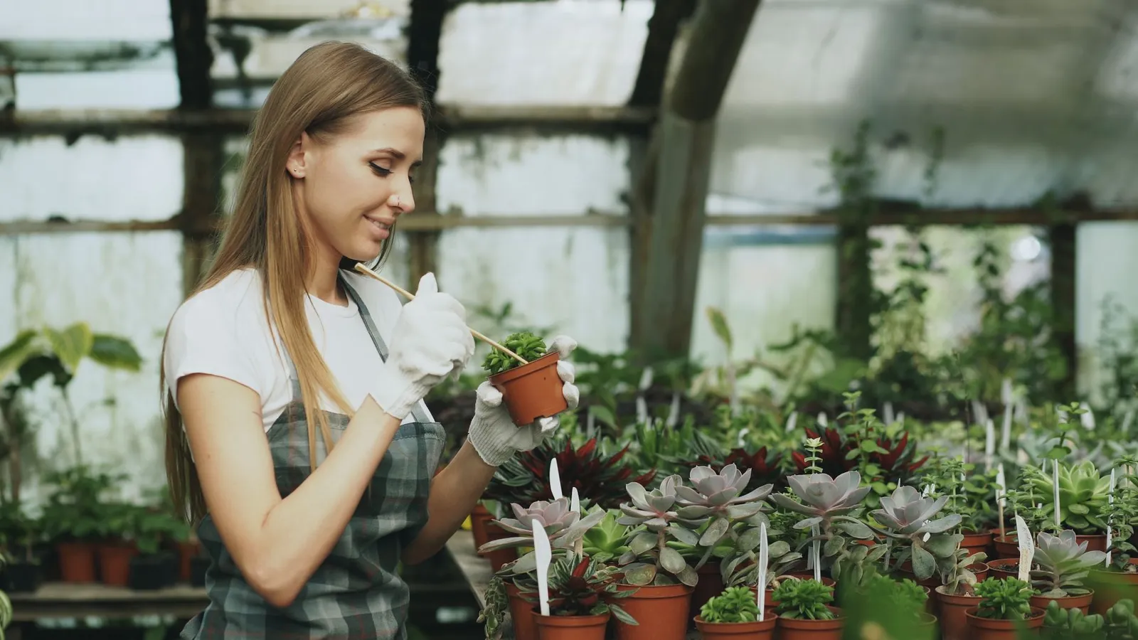 Aangan — Plants & Garden storefront theme for Indian businesses