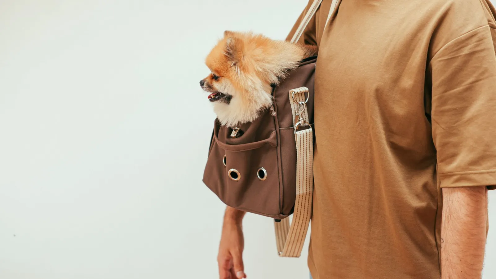 Woof — Pet Accessories storefront theme for Indian businesses